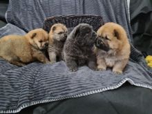 Chows Ready Now Puppies Text ‪(323) 451-9584‬ for more info and new p
