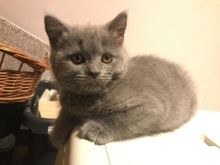 Chunky Golden British Shorthair Boys & Girl Text ‪(323) 451-9584‬ for more info