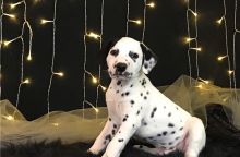 dalmatian puppies ready email us at info@bestpuppiesforhomes.org