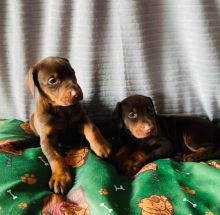 Doberman puppies ready to go email info@bestpuppiesforhomes.org