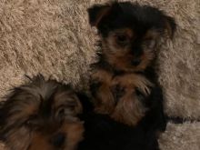 Five Beautiful Yorkshire Terrier Babies Text ‪(323) 451-9584‬ for more info and new