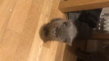 For Sale :*British Shorthair Kittens Reserved Text ‪(323) 451-9584‬ for more info
