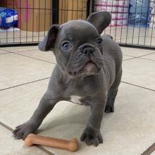French Bulldog Puppies available, updated on vaccines , very healthy and Friendly