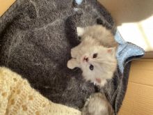 Golden Persian Kittens Looking For Loving Homes.Text ‪(323) 451-9584‬ for more info