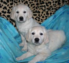Golden Retriever puppies ready to go text (587) 779-6996