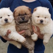 Healthy Chow Chow puppies available now for adoption