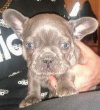 Lilac Cream cKc Registered French Bulldog Text ‪(323) 451-9584‬ for more info
