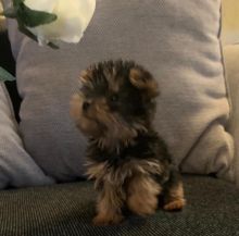 Litter Of 7 Yorkshire Terrier Puppies Text ‪(323) 451-9584‬ for more info and new p