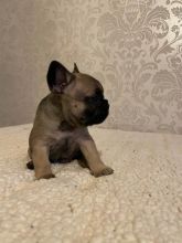 Lovely French Bulldog Puppies Text ‪(323) 451-9584‬ for more info