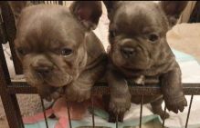 Only 1 Left Stunning French Bulldog Puppies Text ‪(323) 451-9584‬ for more info