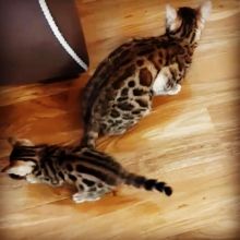 Pedigree Bengal Kittens Text ‪(323) 451-9584‬ for more info