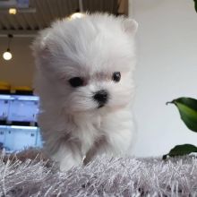 Pomeranian puppies available in good health condition for new homes