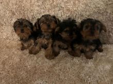 Pure Yorkshire Terrier Text ‪(323) 451-9584‬ for more info and new p