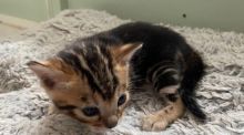 Ready Now Top Quality Bengal Kittens Tica Register Text ‪(323) 451-9584‬ for more info