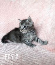 Siberian Maine Coon Kittens -Beautiful Crystal Text ‪(323) 451-9584‬ for more info