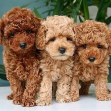 stunning Cavapoo puppies ready for adoption