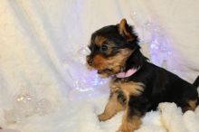 Stunning Cute Yorkshire Terrier Text ‪(323) 451-9584‬ for more info and new p