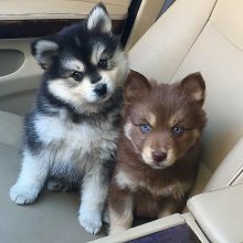 stunning Pomsky puppies ready for adoption