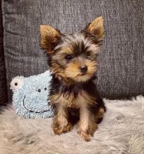 Yorkie puppies for good re homing to interested homes.