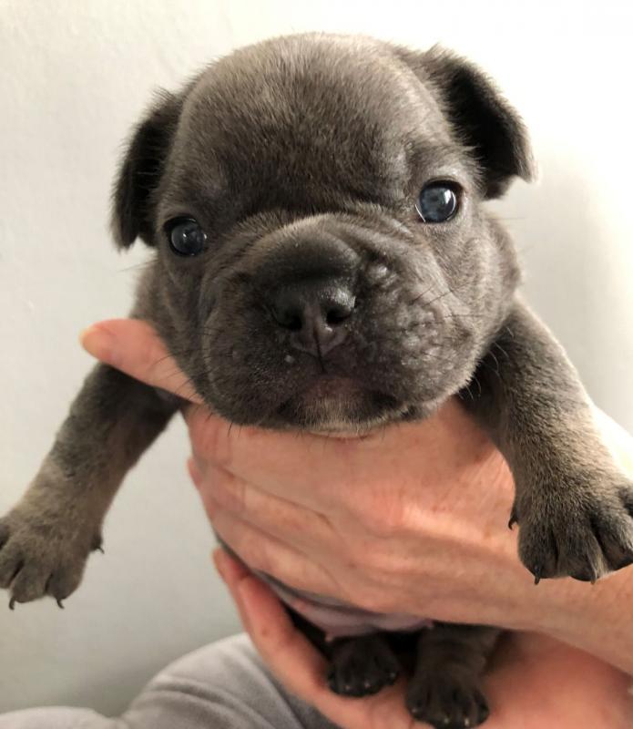 4 Stunning French Bulldog Puppies Babies Text ‪(323) 451-9584‬ for more info Image eClassifieds4u