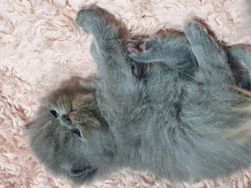 5 beautiful gccf persian kittens for sale Text ‪(323) 451-9584‬ for more info Image eClassifieds4u