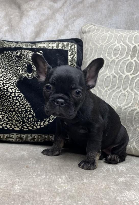 5 Gorgeous French Bulldogs looking for a home Text ‪(323) 451-9584‬ for more info Image eClassifieds4u