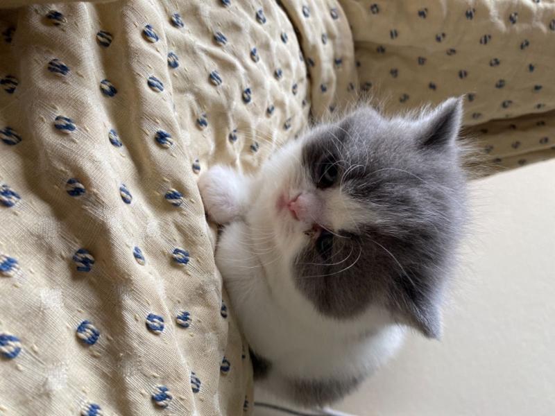 A Unique Persian Cat With Two Different Eye Color Text ‪(323) 451-9584‬ for more info Image eClassifieds4u