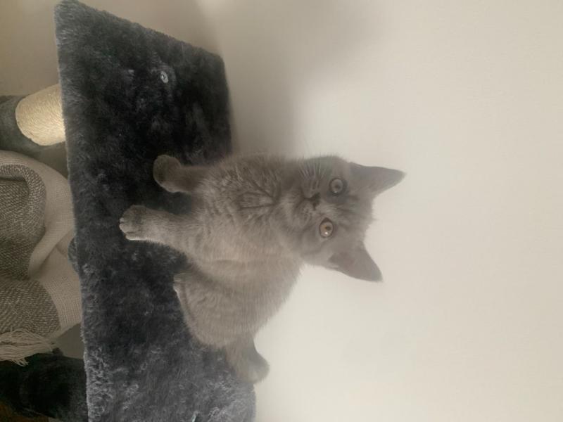Adorable 6 pure blue British short hair kittens will be going home Text ‪(323) 451-9584‬ for mor Image eClassifieds4u