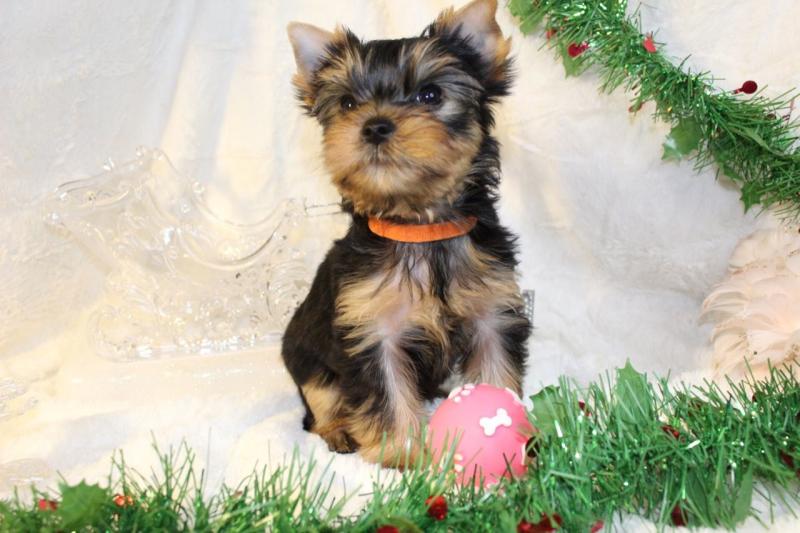 All Yorkshire Terrier Puppies Now Reserved!! Text ‪(323) 451-9584‬ for more info and new p Image eClassifieds4u