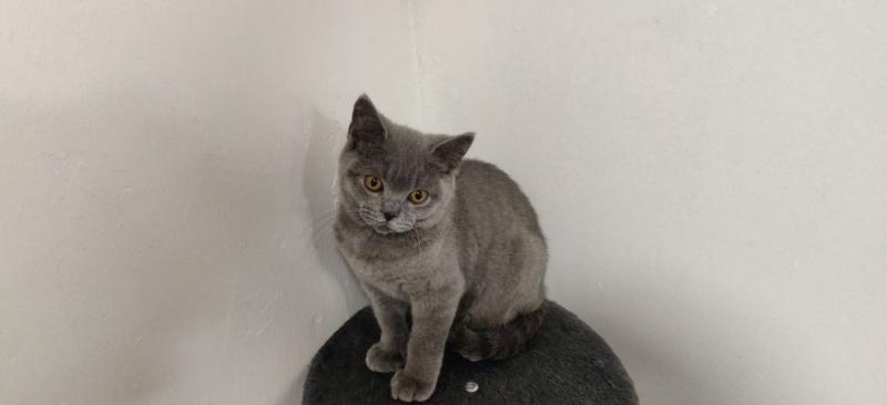 Aria Serafoon Silver Black Kitten Ready To Text ‪(323) 451-9584‬ for more info Image eClassifieds4u