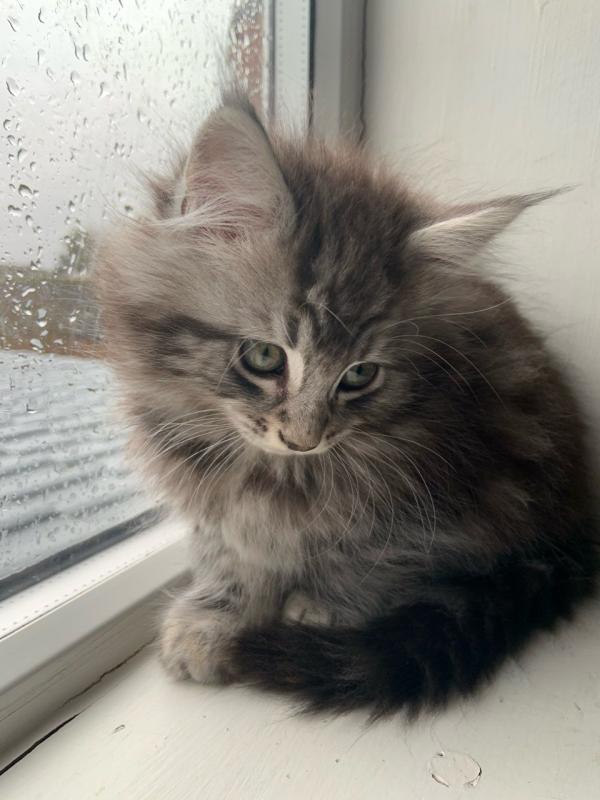 Aria Serafoon Silver Black Kitten Ready To Text ‪(323) 451-9584‬ for more info Image eClassifieds4u