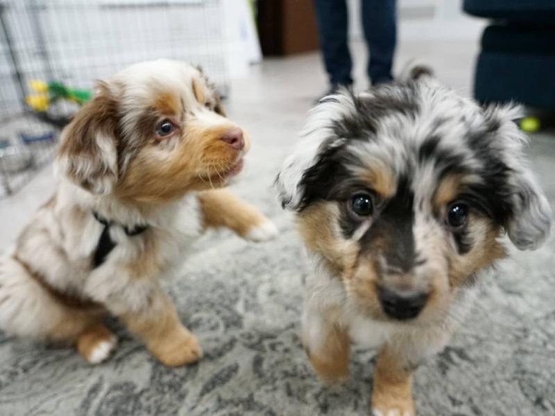 Australian Sheppard puppies, male and female for adoption Image eClassifieds4u