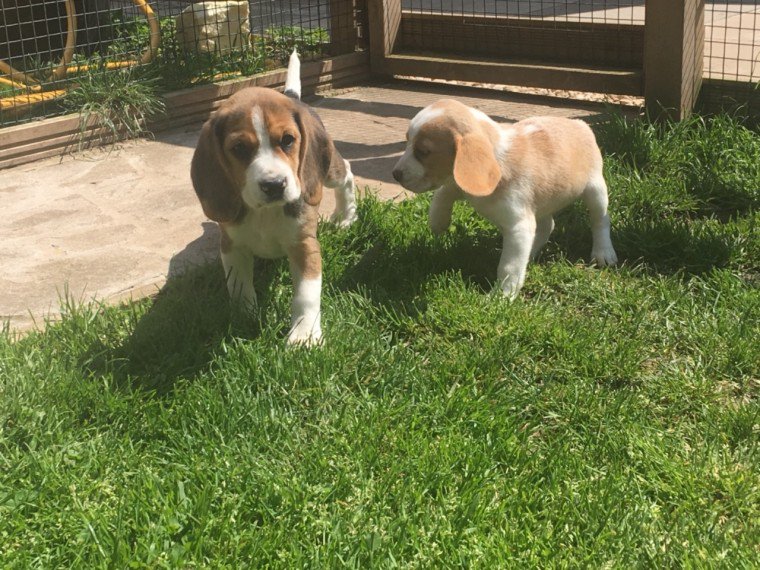 beagle puppies for new homes email info@bestpuppiesforhomes.org Image eClassifieds4u
