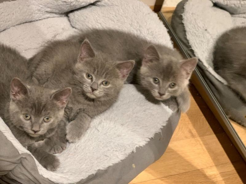 Beautiful British Short Hair Kittens Text ‪(323) 451-9584‬ for more info Image eClassifieds4u