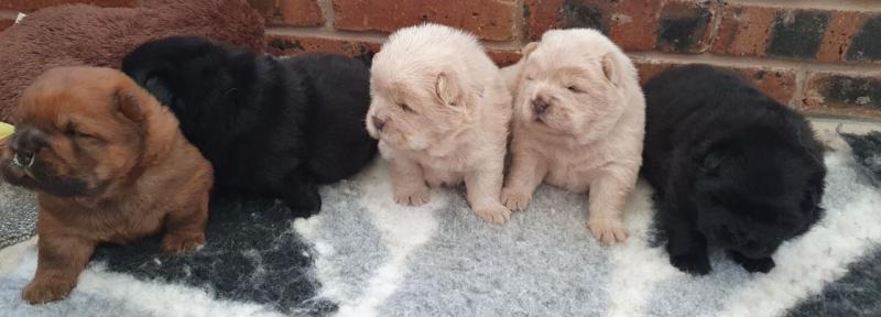 Beautiful Chow Chow Puppies Text ‪(323) 451-9584‬ for more info and new p Image eClassifieds4u