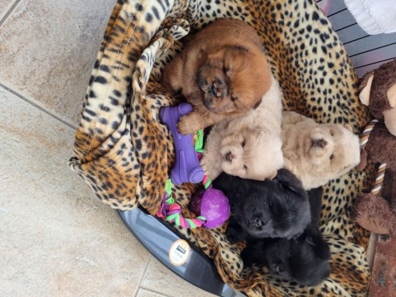 Beautiful CKc Chow Chow Puppies Available Text ‪(323) 451-9584‬ for more info Image eClassifieds4u