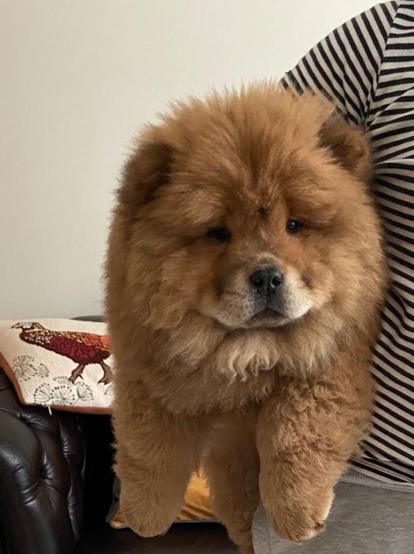 Beautiful CKc Chow Chows Puppies Text ‪(323) 451-9584‬ for more info and new p Image eClassifieds4u