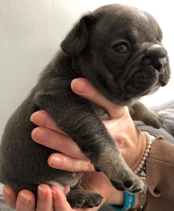 Beautiful French Bulldog Puppies For Sale. Text ‪(323) 451-9584‬ for more info Image eClassifieds4u