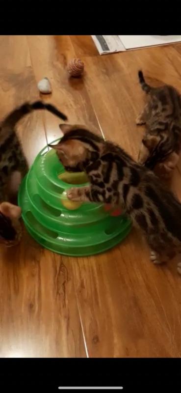 Bengal Kitten Called Amber Text ‪(323) 451-9584‬ for more info Image eClassifieds4u