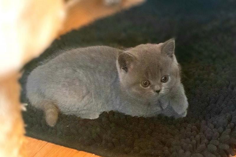 British Blue Shorthair & Blue Cream Turtle Kittens Text ‪(323) 451-9584‬ for more info Image eClassifieds4u