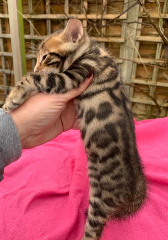 Champion Bl Bengal Kittens Text ‪(323) 451-9584‬ for more info Image eClassifieds4u