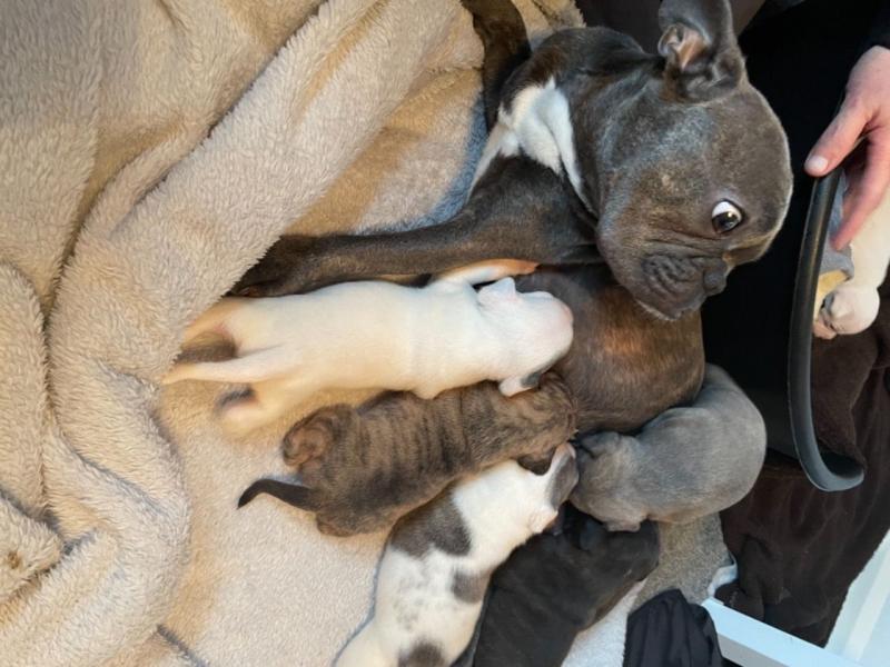 Champion Sired Kittens Text ‪(323) 451-9584‬ for more info Image eClassifieds4u