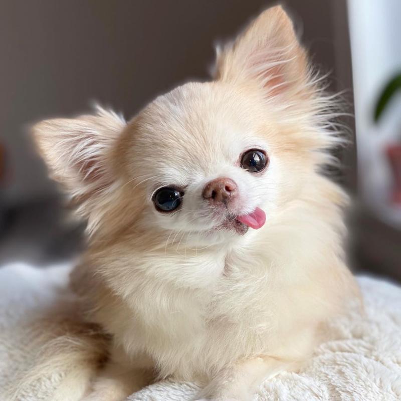 Chihuahua Puppy Ready For A New Home Image eClassifieds4u