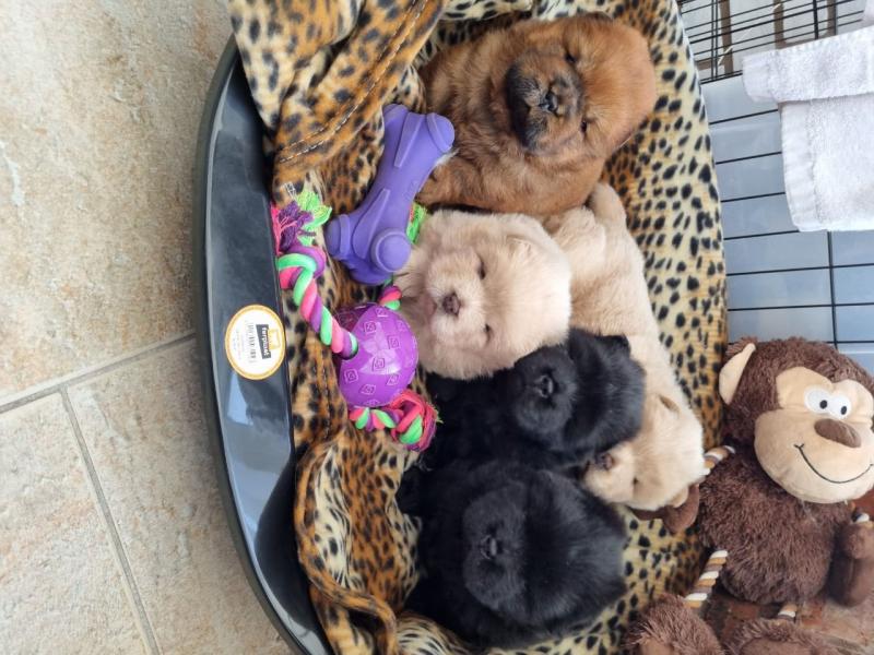 Chows Ready Now Puppies Text ‪(323) 451-9584‬ for more info and new p Image eClassifieds4u