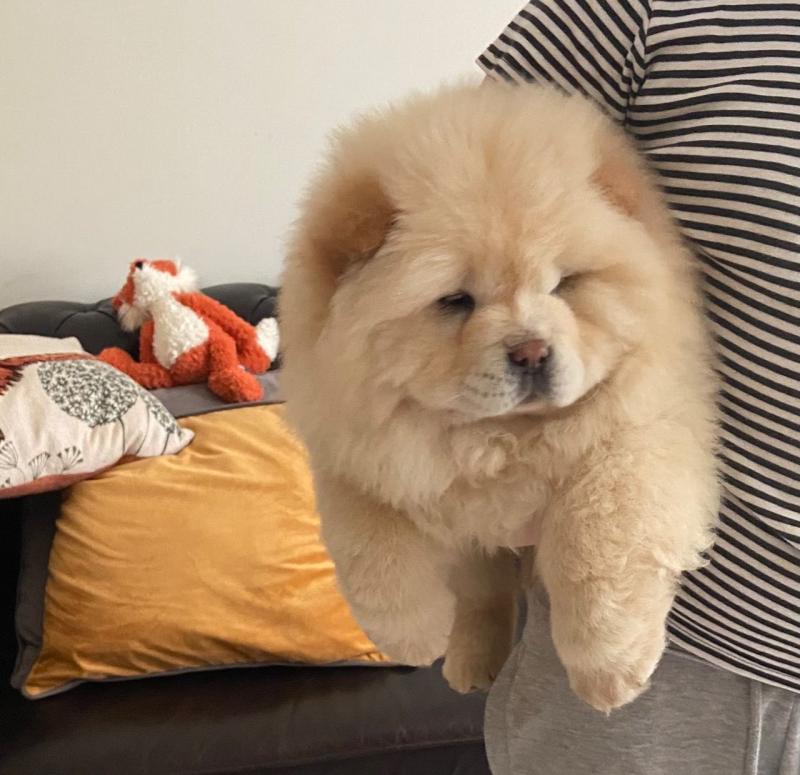 CKc Chow Chow Puppies!Text ‪(323) 451-9584‬ for more info Image eClassifieds4u