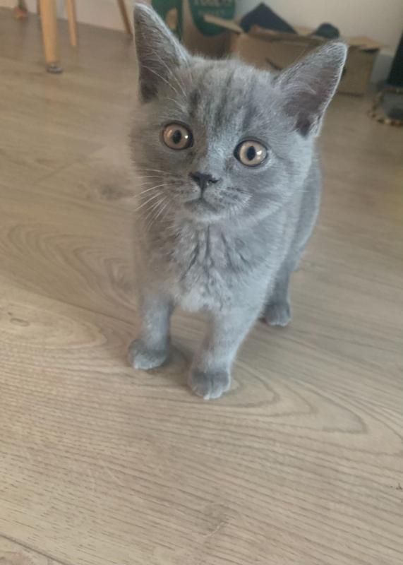 Coco is 14 weeks old Blue British Short Hair Kittens Text ‪(323) 451-9584‬ for more info Image eClassifieds4u