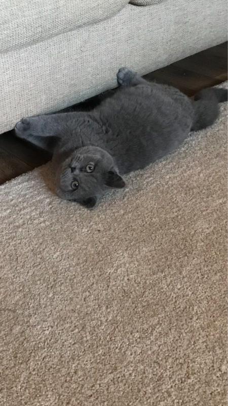 Cute British Short Hair Is Looking For A New Home Text ‪(323) 451-9584‬ for more info Image eClassifieds4u