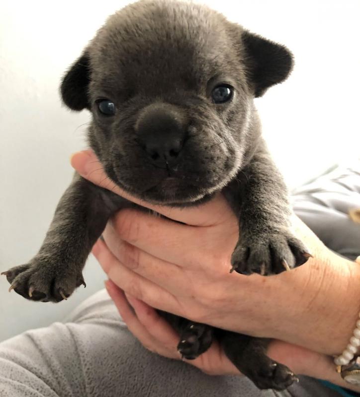 For Sale :*French Bulldogs For Sale Text ‪(323) 451-9584‬ for more info Image eClassifieds4u