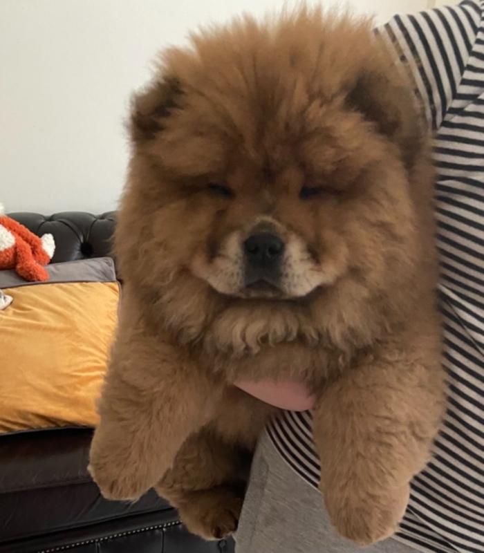 For Sale Last Black Boys and Girls Pupps Text ‪(323) 451-9584‬ for more info and new p Image eClassifieds4u