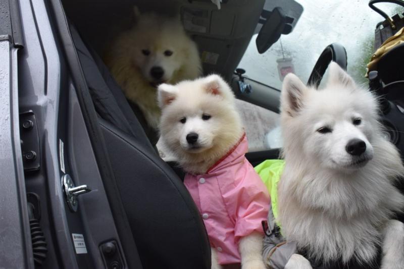 For Sale :*Samoyed Puppies Text ‪(323) 451-9584‬ for more info and new p Image eClassifieds4u